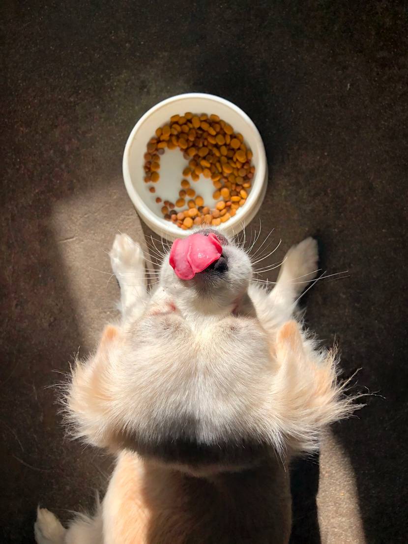 Brauchen Hunde Ergänzungsfuttermittel?