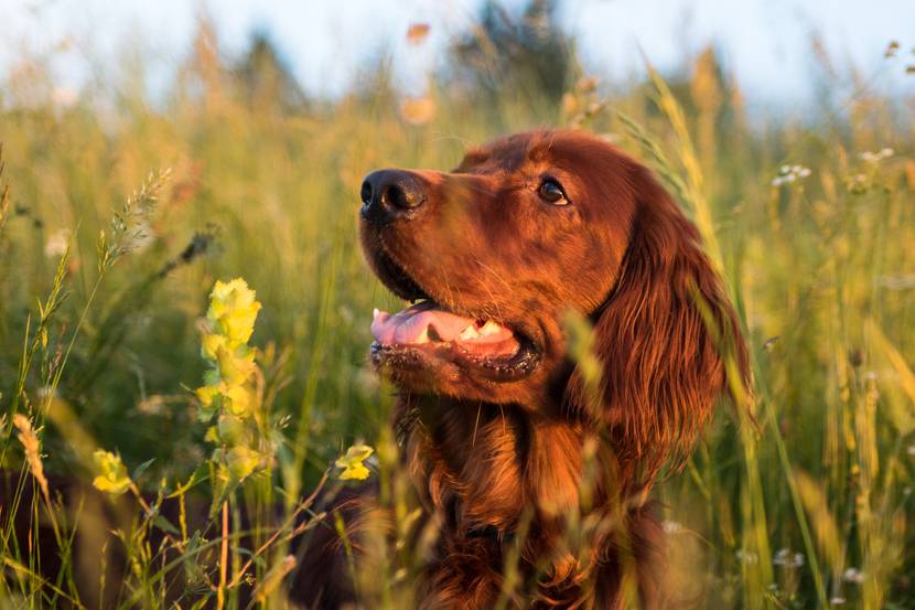 Grasmilben beim Hund erkennen: Symptome