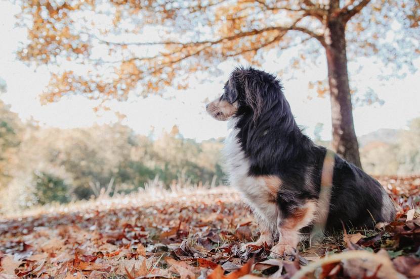 Medikamente gegen Herbstgrasmilben beim Hund