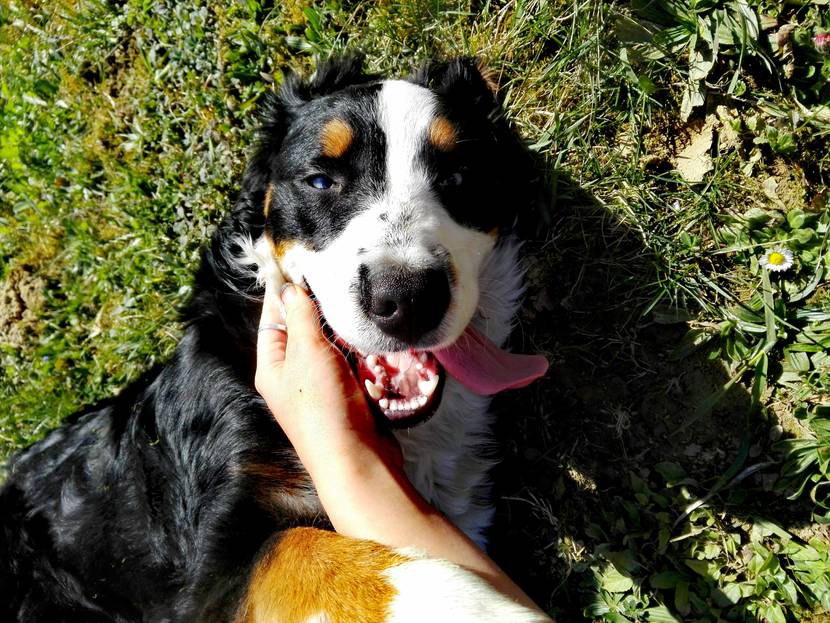 So beugst Du dem Befall von Herbstgrasmilben bei Deinem Hund vor