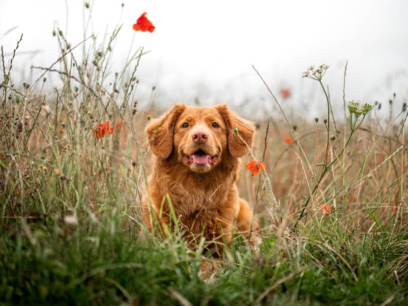 Können Herbstgrasmilben dem Hund gefährlich werden?