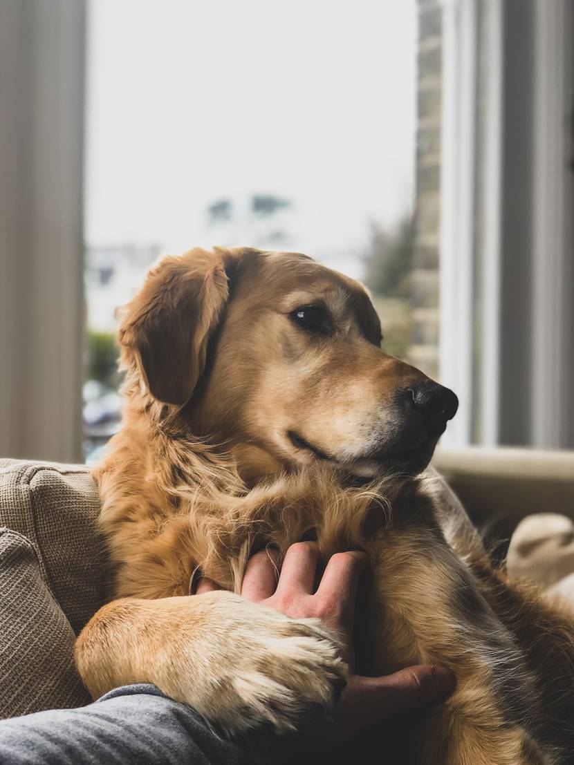 Herbstgrasmilben beim Hund mit Hausmitteln behandeln