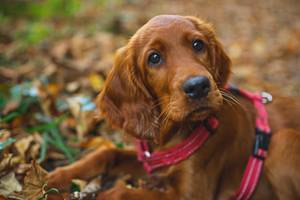 Was hilft gegen Herbstgrasmilben beim Hund?