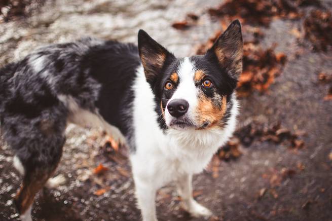 Ätherische Öle gegen Zecken und Flöhe beim Hund