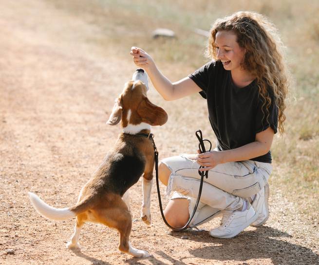 So wendest Du ätherische Öle beim Hund an