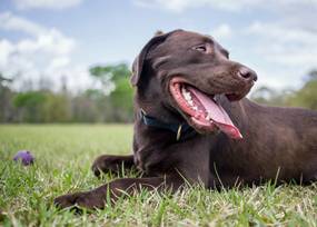 Magen-Darm beim Hund: Symptome erfolgreich bekämpfen