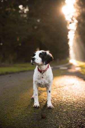Wie kann ich Magen-Darm beim Hund vorbeugen?