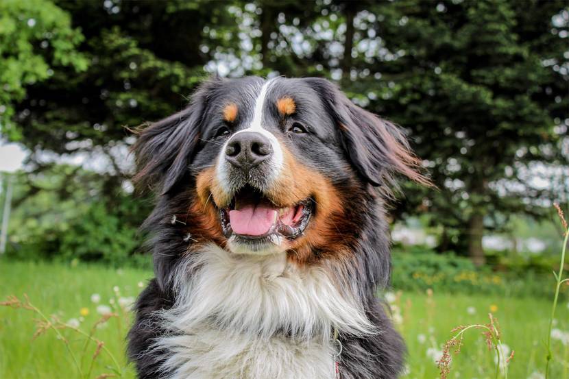 Berner Sennenhund