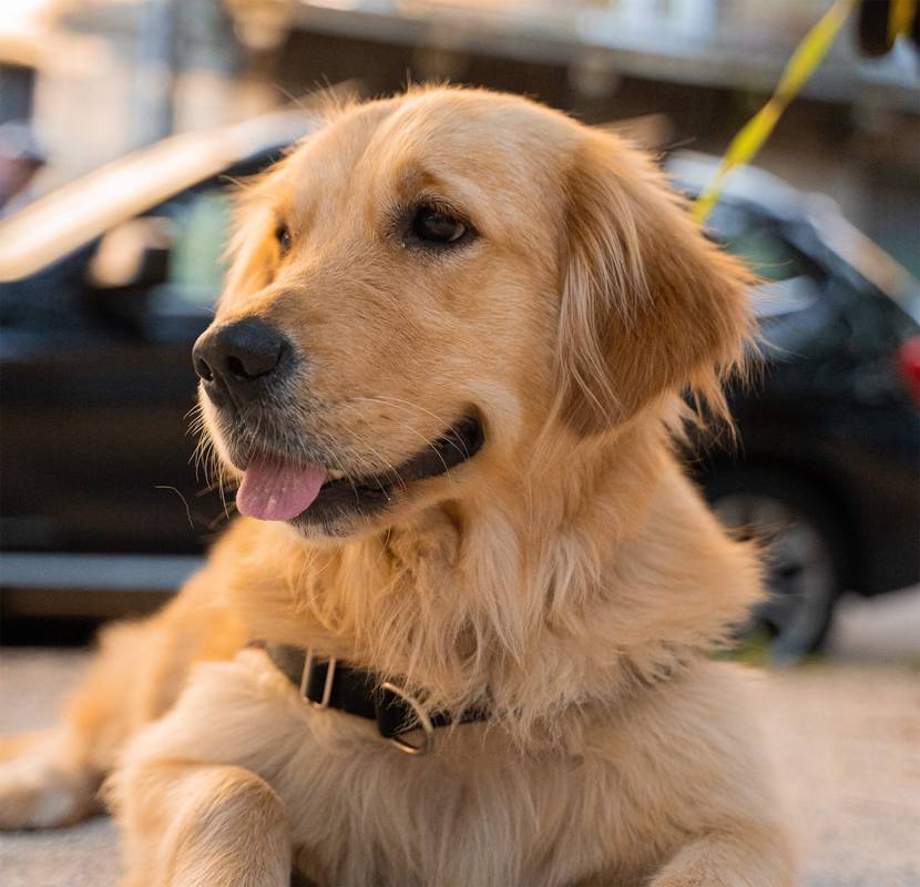 Golden Retriever