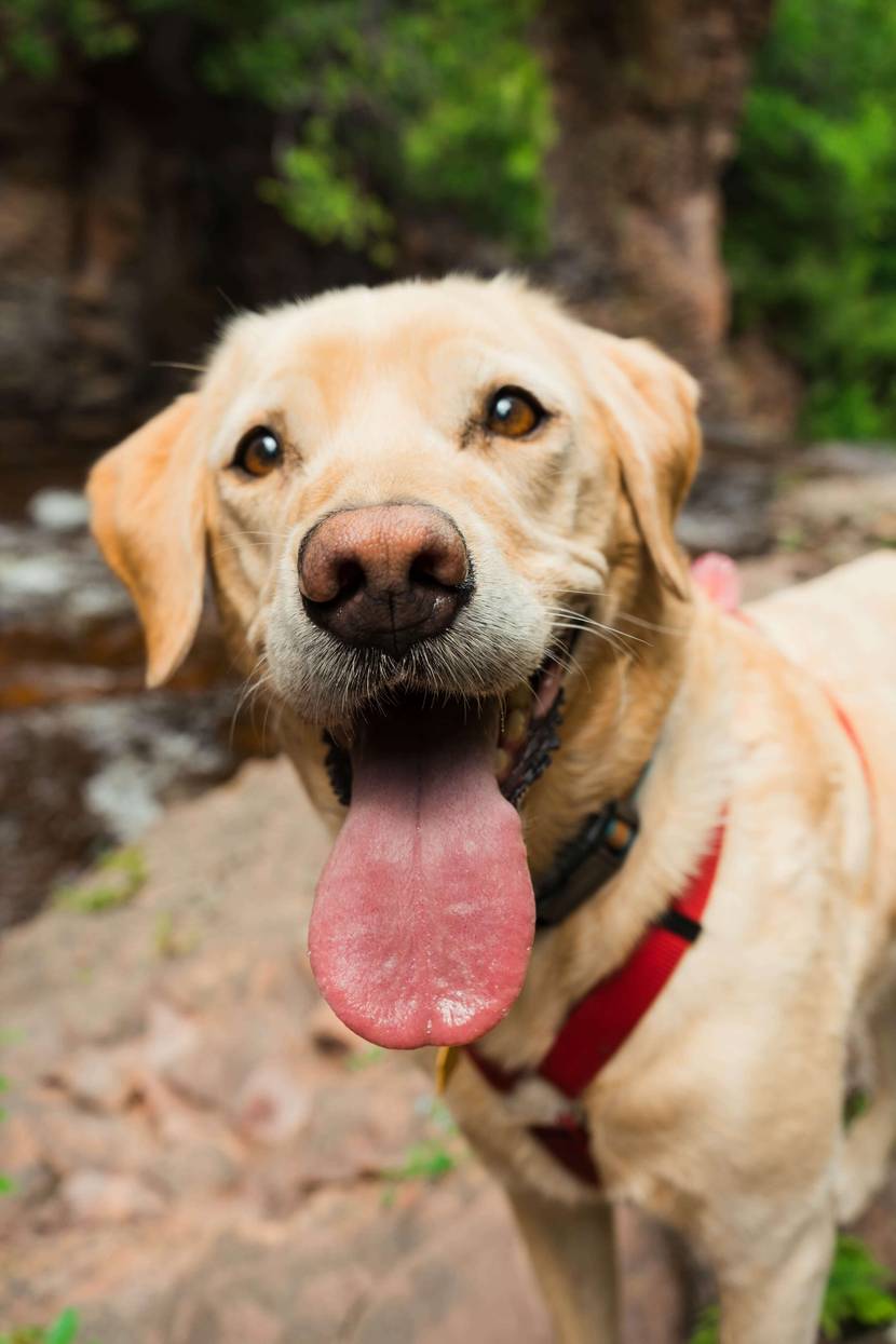 Labrador Retriever