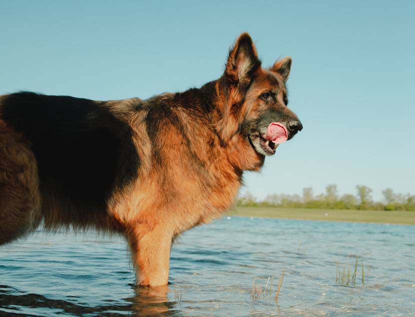 Große Hunde: Lebenserwartung
