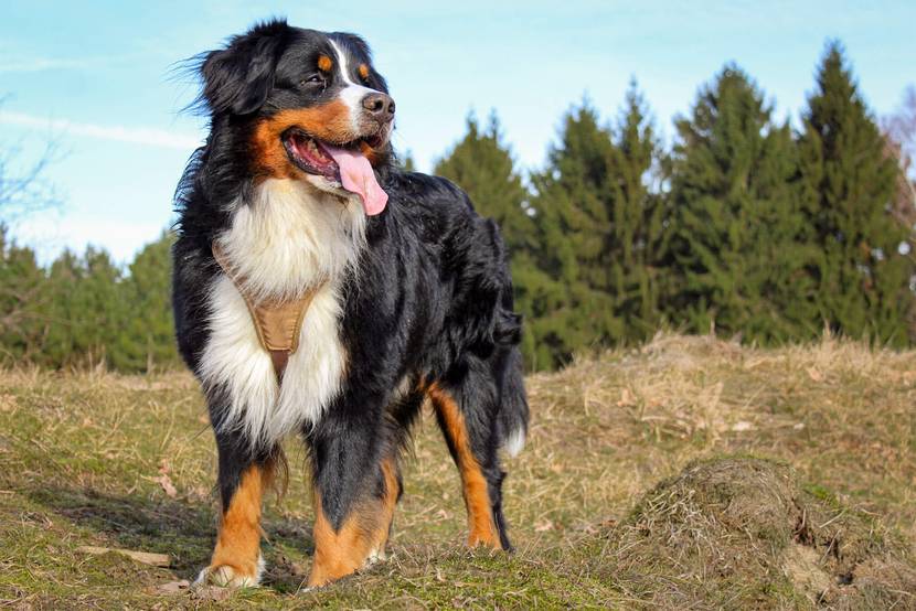 Wie viel kostet ein großer Hund?