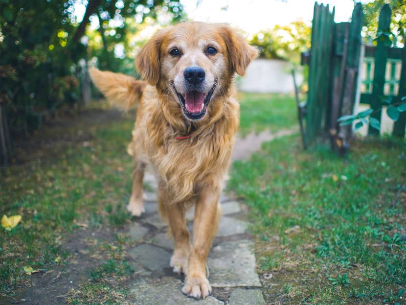 Braucht ein großer Hund ein Haus mit Garten?