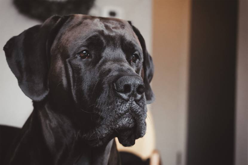 Platz 2: Deutsche Dogge (72 bis 90 cm)