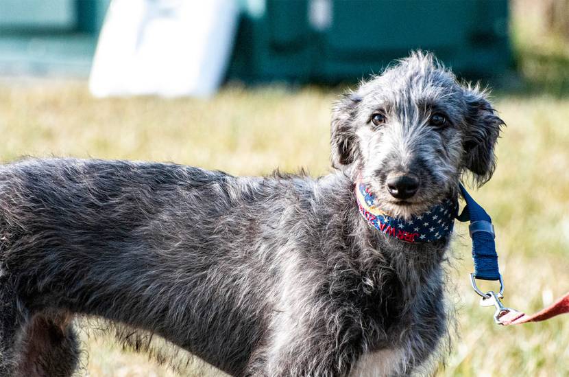 Platz 9: Deerhound (71 bis 81 cm)