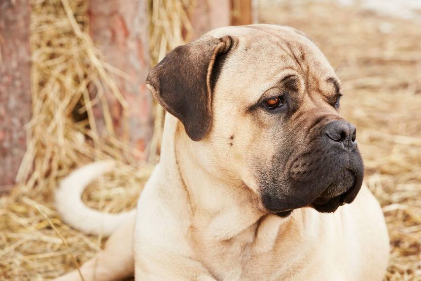 Platz 1: Mastiff (70 bis 91 cm)