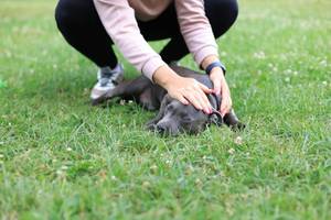 Dunkler Hund schläft im Gras