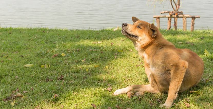 Hund auf Wiese kratzt sich wegen Grasmilben