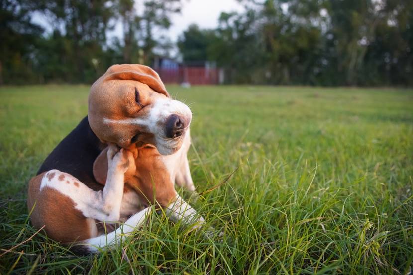 Wenn das Jucken zur Detektivarbeit wird – Anzeichen für Flöhe beim Hund