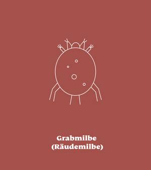3. Räudemilben (Sarcoptes scabiei)