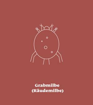 Grabmilbe (Räudemilbe)