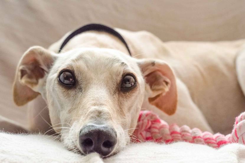 Verängstigter Hund hat Ohren angelegt