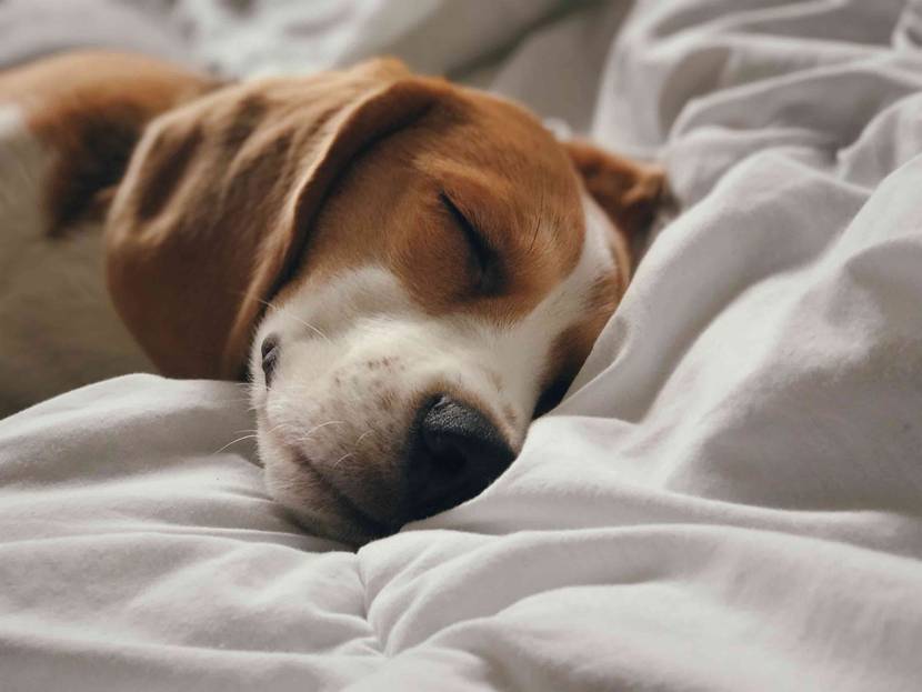 Schlappohren beim schlafenden Beagle