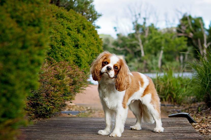 Cavalier King Charles Spaniel mit Schlappohren