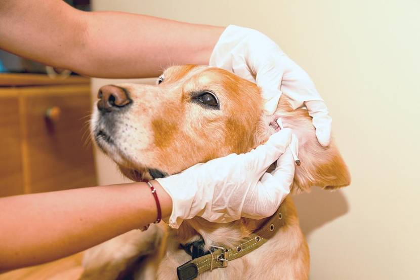 Hundeohren-Reiniger richtig verwenden