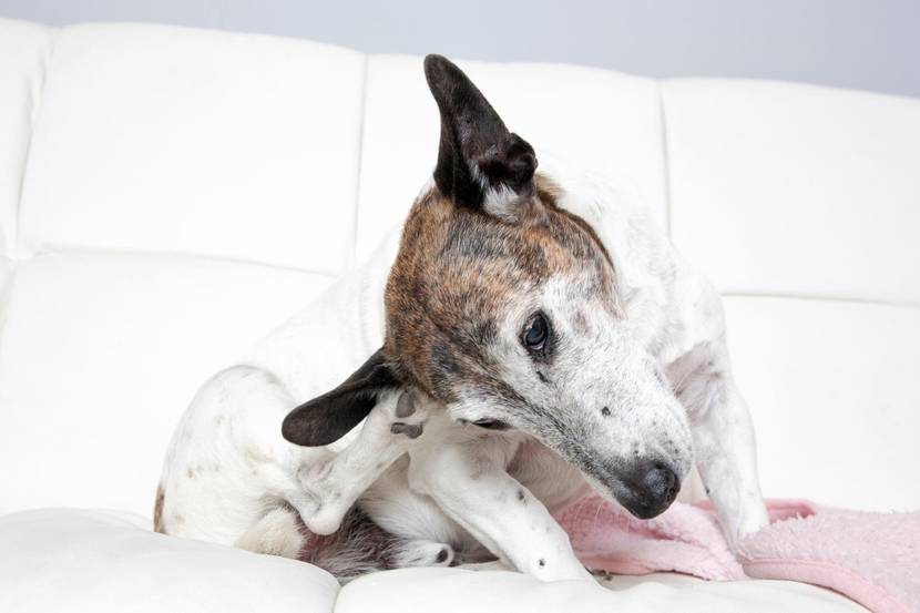 Kleiner Hund kratzt sich am verschmutzten Ohr