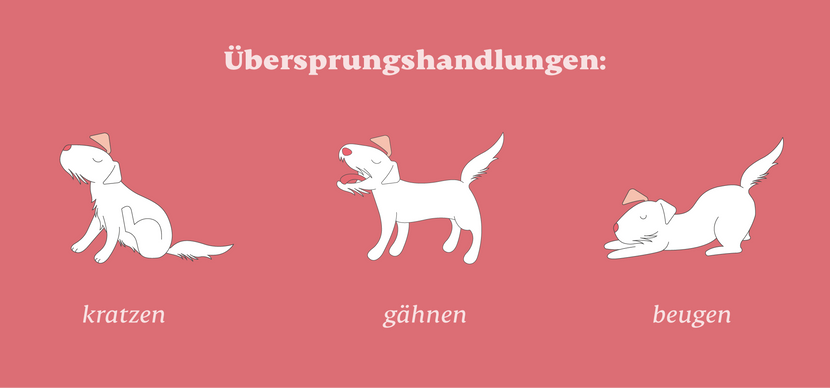 Übersprungshandlungen bei Hunden