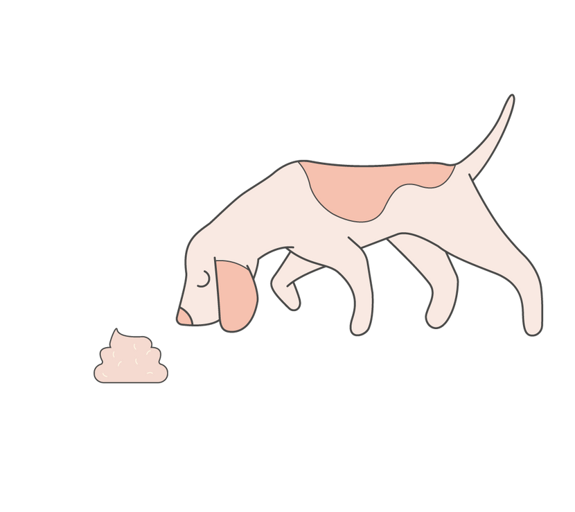 Hund scnüffelt am Kothaufen mit Wurmeiern