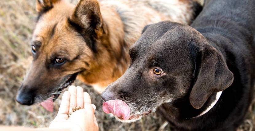 Hunde fressen Leckerlies aus der Hand