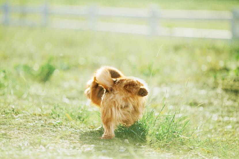 Hund pinkelt auf Gras