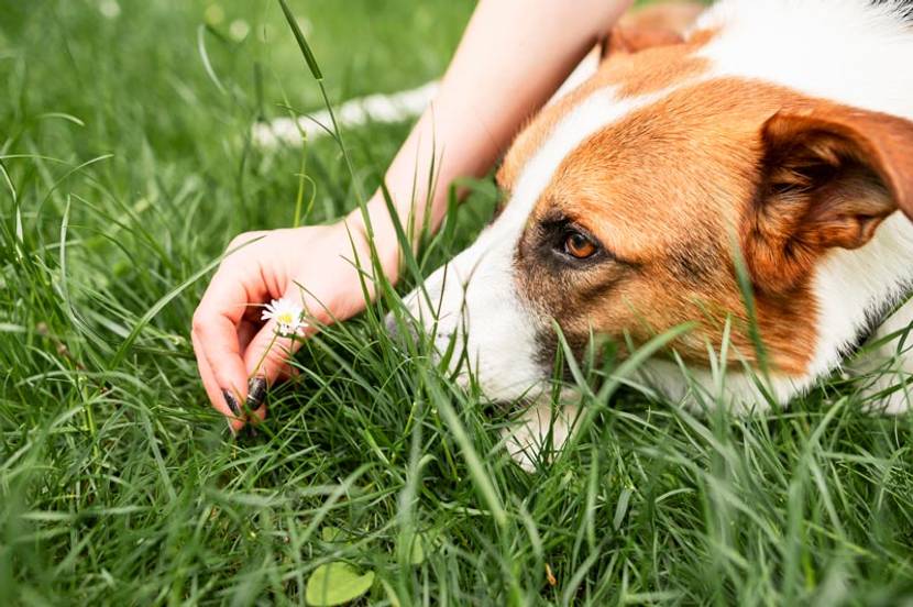 Hund frisst Gras als Beschäftigung