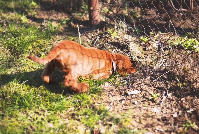 Hund steckt Kopf in den Boden