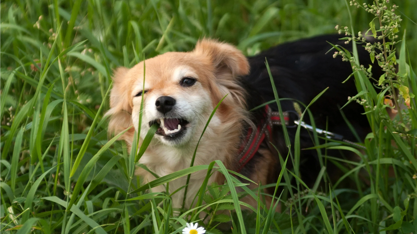Zwei Hunde fressen Gras