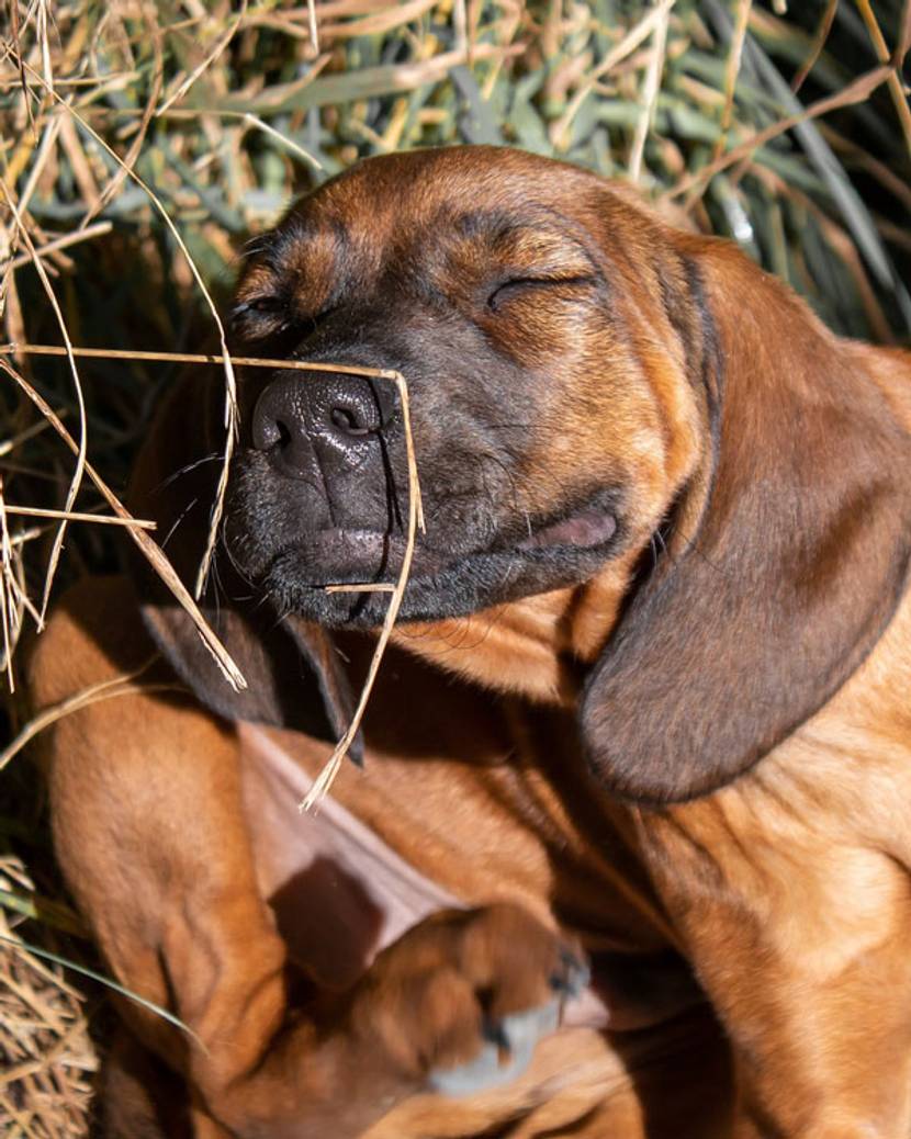 Ein Hund kratzt sich am Ohr