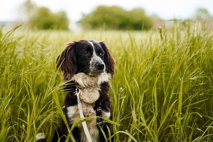 Hund sitzt auf dem Feld und Gras