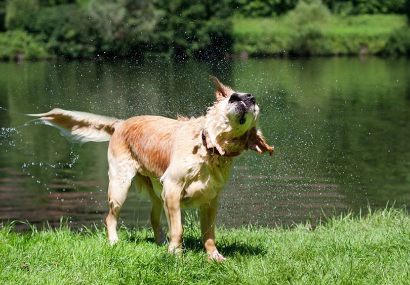 Ein Hund schuettelt seinen Kopf und die Ohren