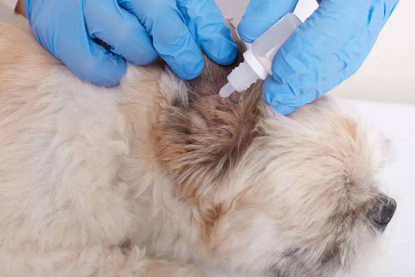Tierarzt tropft Ohrentropfen in entzündetes Hundeohr
