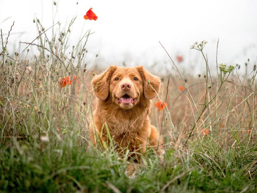 Welche Pflanzen sind für Hunde ungiftig?