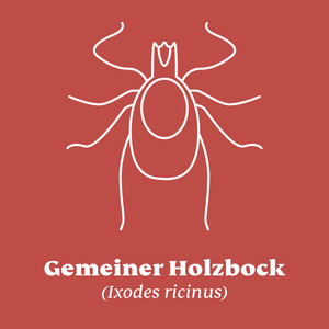 Gemeiner Holzbock (Ixodes ricinus)