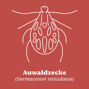 Auwaldzecke (Dermacentor reticulatus)