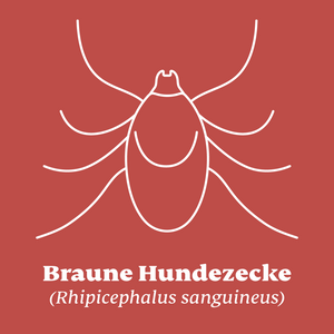 Braune Hundezecke (Rhipicephalus sanguineus)