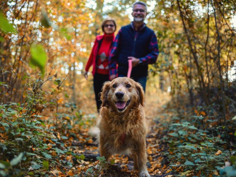 Hund mit Familie auf Gassigang in hohen Pflanzen