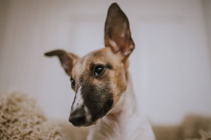 Hund mit große Ohren