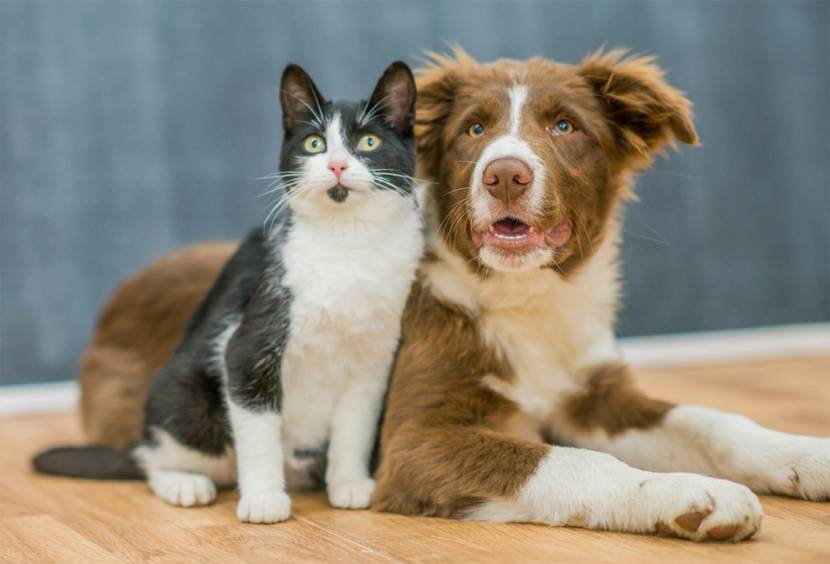 Hund und Katze nah aneinander