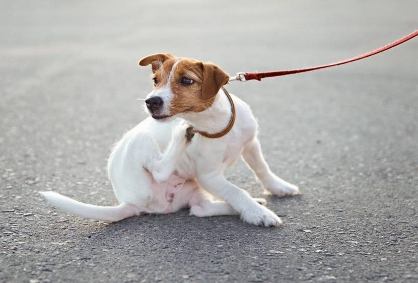 Hund kratzt Ohrmilben weg