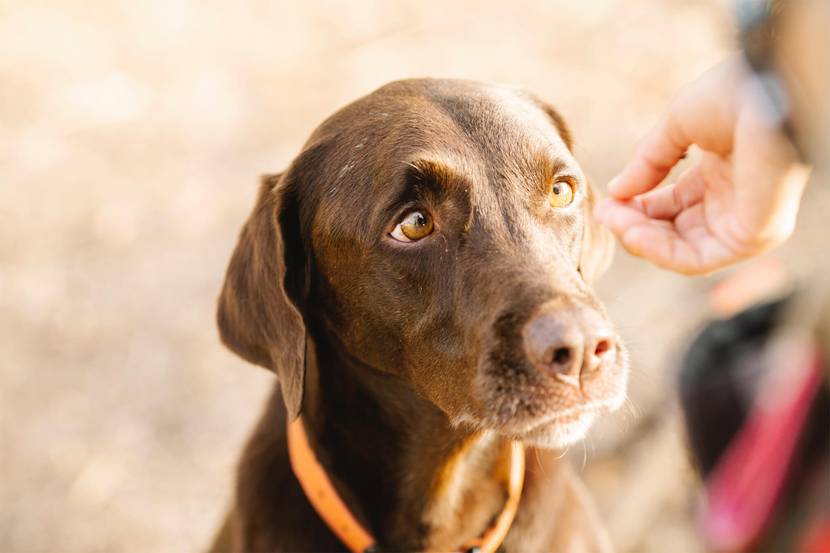 Ohrmilben beim Hund richtig behandeln